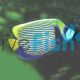Angelfish Emperor - Pomacanthus imperator
