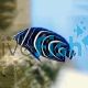 Angelfish - Koran 