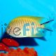 Female Black Spot Angelfish