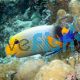 Angelfish Blue Face - Medium