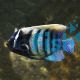 Angelfish - Six Banded MDJ