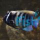 Angelfish Six Bar - Medium 