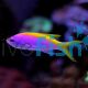 Anthias Evan's