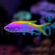 Anthias Evan's - Medium - Pseudanthias evansi