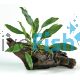 Large Driftwood - Anubias Afzelli