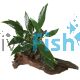 Anubias Afzelli (OT) - Medium Driftwood