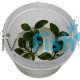 Anubias Hastifolia - Tissue Culture