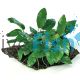 Medium Driftwood - Anubias Paco