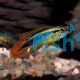 Agassizii Apistogramma