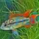 Apistogramma Agassizii Double Red - Pairs