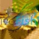 Apistogramma Borelli Opal