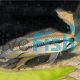 Apistogramma Gephyra 