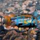 Apistogramma Viejita Red Neck Pair 3cm