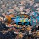 Apistogramma Macmasteri