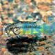 Apistogramma norberti 