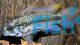 Apistogramma Trifasciata 3cm Pair