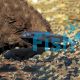 Black Ghost Knife Fish