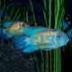 Neon Blue Acara 4cm