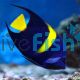 Arabian Angelfish