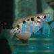Archer Fish - Brackish