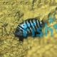 Convict Cichlid 5cm