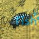 Convict Cichlid 3.5cm