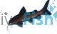 Salmon Tail Catfish 10cm