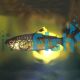 Red-Eye Characin 