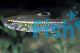 Red Eye Characin 5cm 