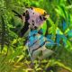 Assorted Angel Fish