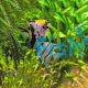 Assorted Angel Fish