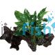 Large Driftwood - Assorted Anubias