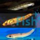 Assorted Sucking Catfish