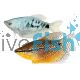 Assorted Gourami 