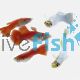 Assorted Male Red & White Guppy