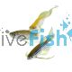 Assorted Longfin Danio 4cm