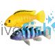 Assorted Malawi Cichlid 