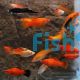 Assorted Swordtail 