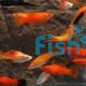 Assorted Swordtail 