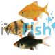 Assorted Tiger Barb, Moss Green, Golden