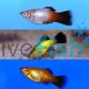 Assorted Wagtail Platy 