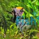  Assorted Angelfish