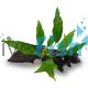 Assorted Anubias - Medium Driftwood 