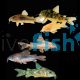 Assorted Coldwater Corydoras 3.5cm