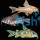 Assorted Corydoras