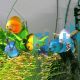 Assorted Discus