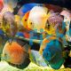 Assorted Discus (Imported) 5cm