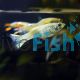 Assorted Female Endlers Guppy 