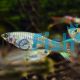 Assorted Female Endlers Guppy