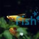 Assorted Hi-fin Swordtail 